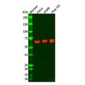 Recombinant Keap1 Antibody