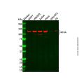 KIF5A Antibody
