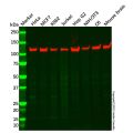 Recombinant KIF5B Antibody