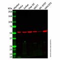 Recombinant KLC3 Antibody