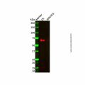 Recombinant Klotho Antibody
