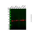 KMT1A/SUV39H1 Antibody