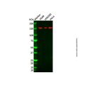 Recombinant KMT4/Dot1L Antibody