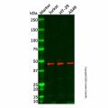 KPC2 Mouse mAb
