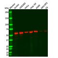 KPNA2 Mouse mAb