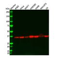Recombinant Lactate Dehydrogenase Antibody