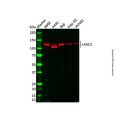 LAMC2 Antibody