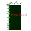 Recombinant Lamin A + Lamin C Antibody