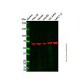 Recombinant Lamin B1 Antibody