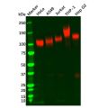 Recombinant LAMP2 Antibody