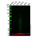 LAMTOR2 Antibody