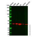 Langerin Antibody