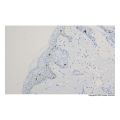 Recombinant Langerin Antibody