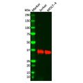 Recombinant LAT Antibody