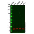 LC3C Antibody