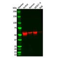 Recombinant Lck Antibody