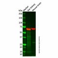 Leukotriene A4 hydrolase/LTA4H Antibody
