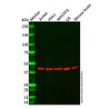Recombinant LHX3/LIM Antibody