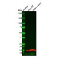 liver FABP Mouse mAb