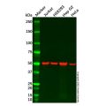 LMAN1 Antibody