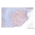 Recombinant LMO2 Antibody