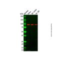 LONP1/Lon Antibody