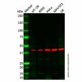 LPA-5 Antibody