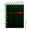 Recombinant LPP Antibody