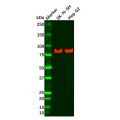 Recombinant LRP1 Antibody