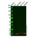 LSM2 Antibody