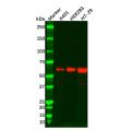 LSR Mouse mAb