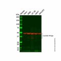 Recombinant Lunatic Fringe Antibody