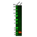 Recombinant Lysozyme Antibody