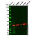 LZTFL1 Antibody