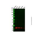 Recombinant MAGOH Antibody