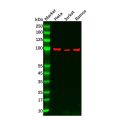 Recombinant MALT1/MLT Antibody
