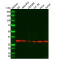 MAPRE1/EB1 Mouse mAb