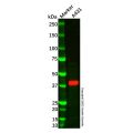 MASPIN Antibody
