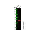 Recombinant Mast Cell Tryptase Antibody