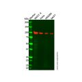 Recombinant MCM4 Antibody