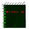 Recombinant MCM6 Antibody