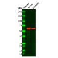 ME2 Antibody