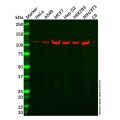 Recombinant Meckelin Antibody