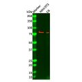 MeCP2 Mouse mAb