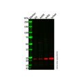 MED18 Antibody