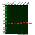 Recombinant MEK3 Antibody