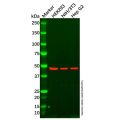 MEK5 Antibody