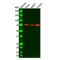 Recombinant MEKK2 Antibody