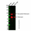 Melanopsin Antibody