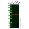 Recombinant Methionine Aminopeptidase 2/p67 Antibody